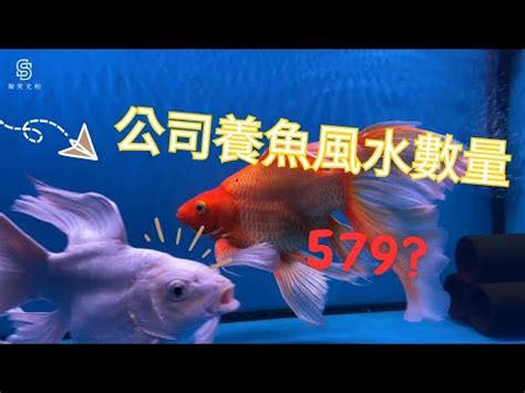 養魚 數量